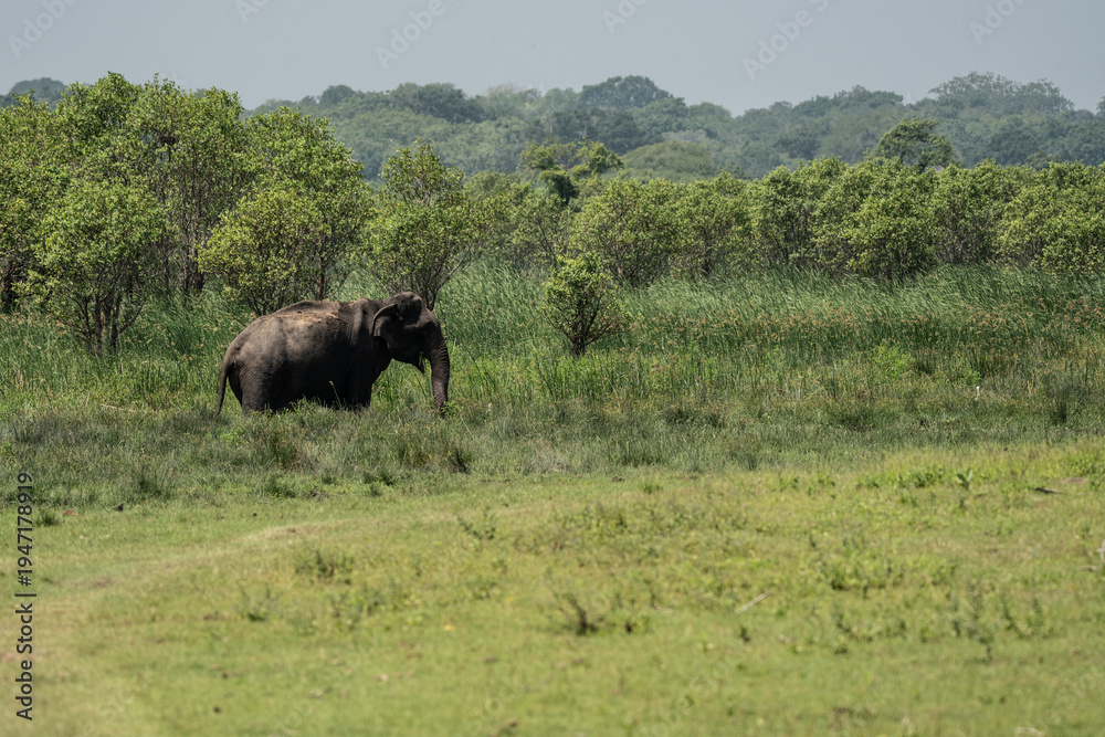 Fototapeta premium Elephants in National Park of Sri Lanka