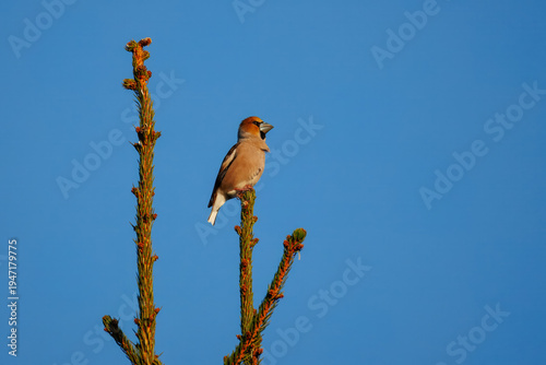 Slika na platnu An adult male hawfinch perched on top of a spruce tree, perpendicular to the camera lens against a blue sky background on a sunny spring day