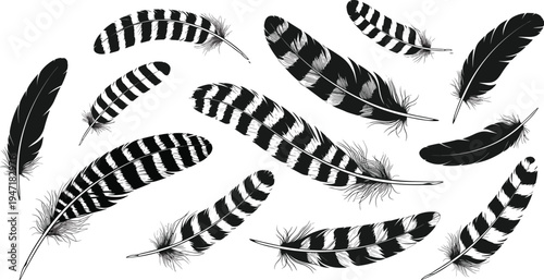 Black and white feather illustrations with intricate patterns and varied shapes, ideal for artistic, decorative, educational, or design reference themes.