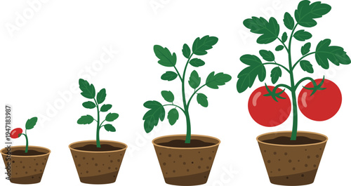 Set of  tomato plant growth stages vector