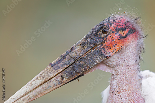 Portrait of a marabou stork (Leptoptilos crumenifer).