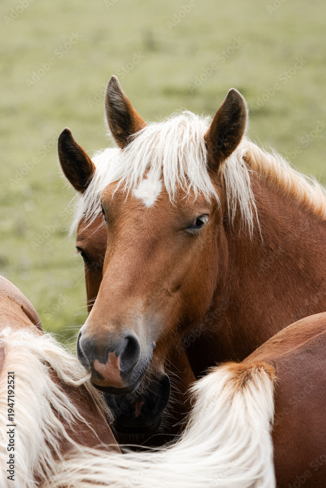 Obraz premium Palomino Horse in Green Meadow Wildlife Nature Rural Landscape Animal Photography