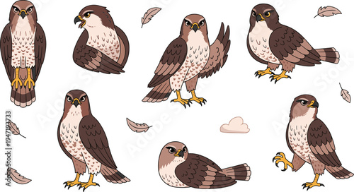 Hawk Bird Character Collection with Different Standing, Flying and Resting Poses in Wildlife Cartoon Style for Nature Education and Ornithology Designs.