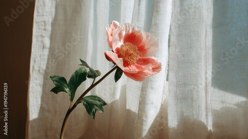 Single coral colored bloom stands against soft linen fabric illuminated by natural sunlight