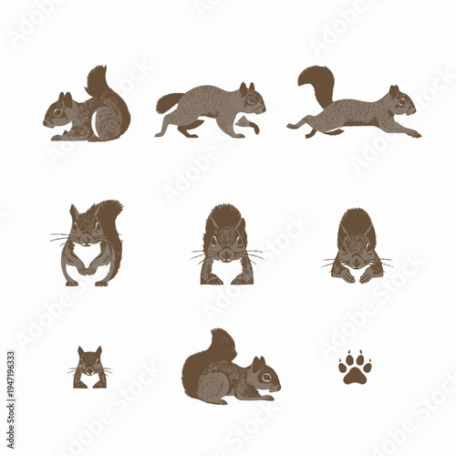 Detailed flat design squirrel icon set, featuring various poses, headshots, and a paw print, isolated on white background.