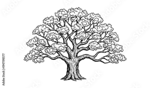 Mature Oak Tree Hand Drawn Vector Illustration with Detailed Branch Structure Isolated on White