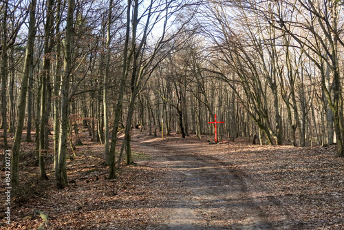 Photography Walking trail through dense forest in Little Carpathians mountains