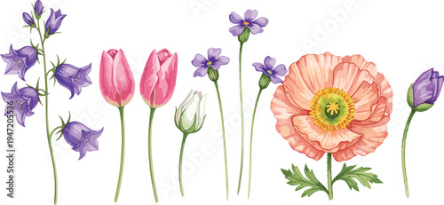 Hand drawn botanical flowers collection including tulip poppy bellflower and wildflowers colorful floral elements isolated on white background vector illustration set