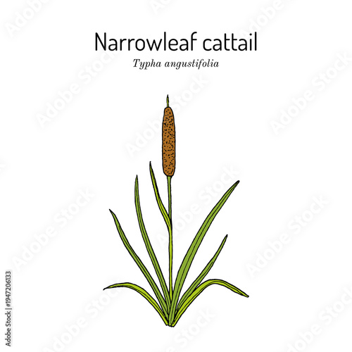 Narrowleaf cattail, or Small Reed Mace (Typha angustifolia), edible and medicinal plant. Hand drawn botanical vector illustration