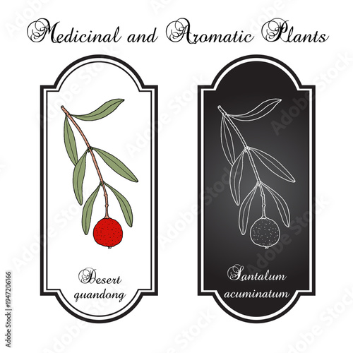 Desert quandong, or native peach (Santalum acuminatum), edible and medicinal plant. Hand drawn botanical vector illustration