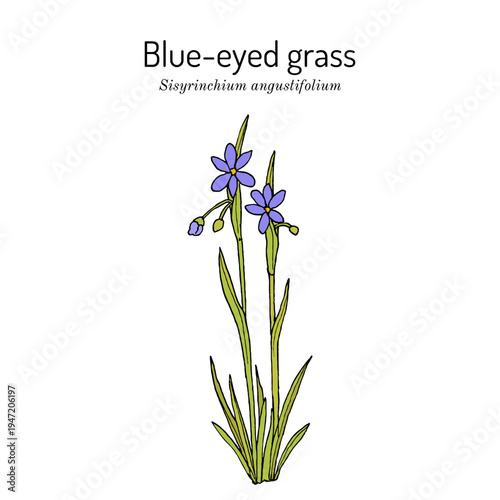 Narrow-leaf blue-eyed-grass (Sisyrinchium angustifolium), ornamental plant. Hand drawn botanical vector illustration