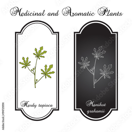 Hardy Tapioca (Manihot grahamii), ornamental and edible plant. Hand drawn botanical vector illustration
