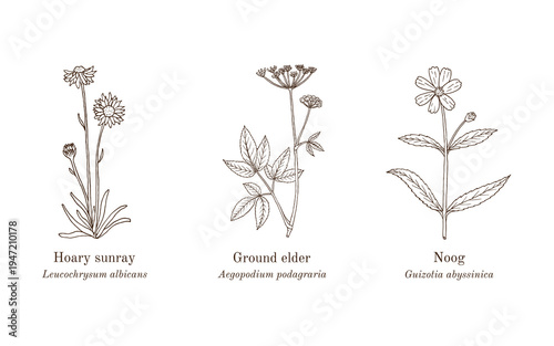 Collection of edible and medicinal plants. Hand drawn botanical vector illustration