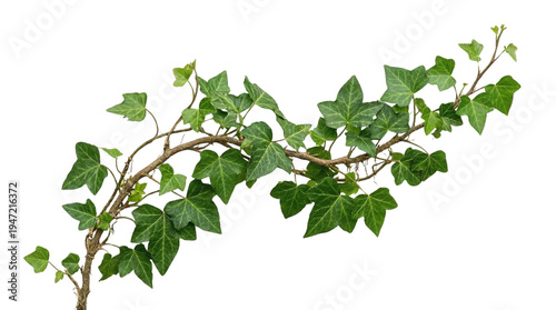 Vibrant green common ivy vine, Hedera helix, with lush leaves gracefully trailing, isolated on a clean white background, symbolizing natural beauty and fresh design