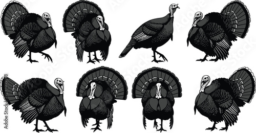Turkey silhouette illustration set, wildlife bird artwork, Thanksgiving vector drawing, feather display design concept