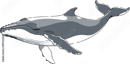 graceful humpback whale swimming underwater with small bubbles, clean minimal vector illustration, smooth line art, adobe illustrator style, isolated on white background 2