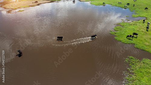 Foto a herd of cows grazing near a large puddle top view