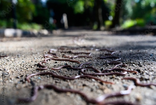 Numerous earthworms are spread across a gravel path. They are resting on the ground. The scene is outdoors in a wooded area.
