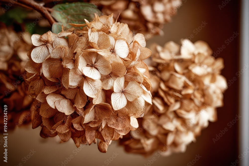 Fototapeta premium A close-up capturing the elegant details of dried hydrangea flowers, showcasing their intricate patterns and muted earthy tones in a captivating botanical study.