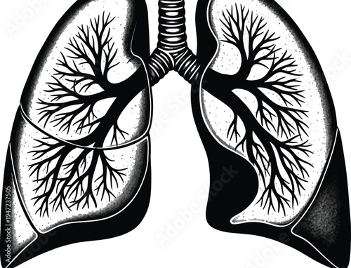 Black and white anatomical illustration of human lungs