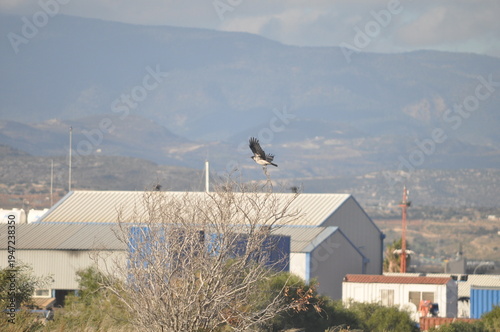 The black and grey bird, the common raven, in the natural environment