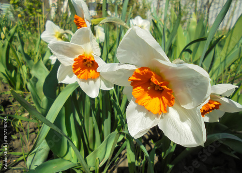 Beautiful blooming white daffodils with orange centers, Narcissus Coronatus Professor Einstein, in the garden in spring