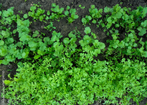 Young juicy greens in a garden bed. Young coriander and watercress plants. Top view. Healthy eating concept.