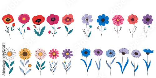 Summer meadow collection with hand-painted poppies, chamomiles, cosmos, and cornflowers. Botanical illustrations perfect for wedding invitations, cards, borders, and nature-inspired prints