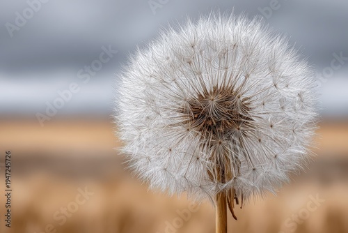 Detailed close-up of a dandelion seed head, showcasing intricate seed structure, against a soft background with a muted sky, and brown field bokeh.