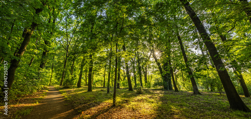 Idyllic spring summer green forest trail with radiant sunlight and lush foliage, calm serene woodland atmosphere, relaxing nature walk, inspirational eco travel and wellness landscape