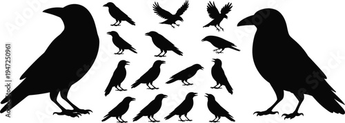 Crow and raven bird silhouettes collection isolated on white background, black corvid birds in different poses and flying positions for wildlife design elements