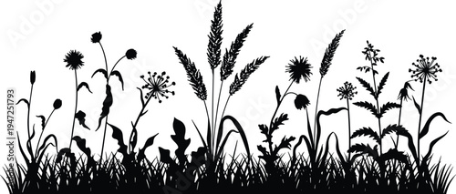 Wild grass and meadow flower silhouettes border isolated on white background, natural botanical plants and weeds landscape element for nature design, decoration and illustration
