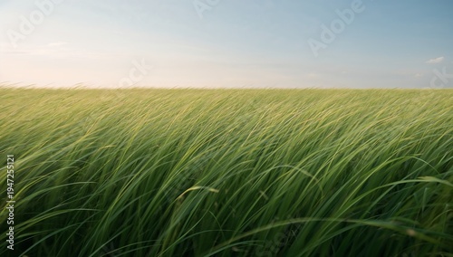 Swaying field of tall green grass bending in breeze across open meadow, horizon and wispy clouds