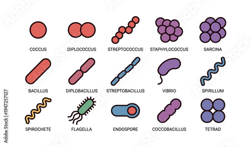 Illustration of different bacterial shapes with labels