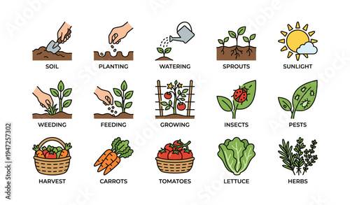 Gardening stages: planting, watering, growing, harvesting, managing pests