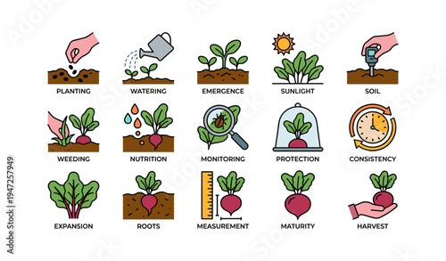 Illustrated guide to plant growth stages: planting, watering, sunlight, growth, harvest