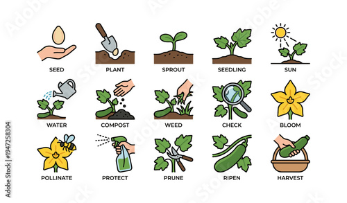 Seed to harvest: illustrated steps of plant growth and care