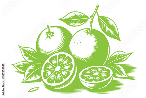 Green citrus fruits collection vector illustration showing whole oranges and half lime slices with leaves for fresh juice packaging and organic food design isolated on transparent background