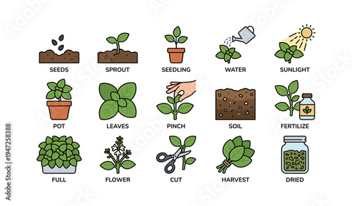 Plant growth stages and care tips illustrated
