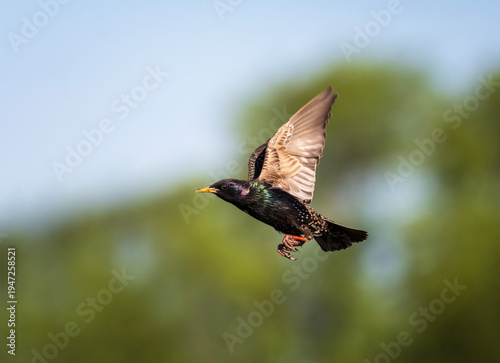 A black starling with shiny feathers flies in a spring garden