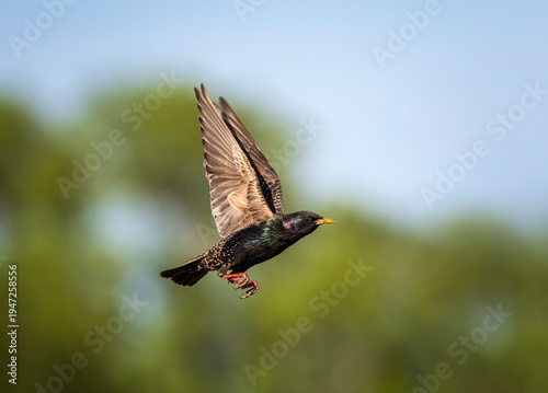 A black starling with shiny feathers flies in a spring garden