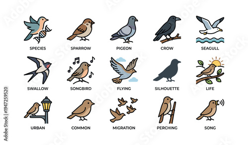 Illustrated bird collection featuring sparrow pigeon crow seagull swallow and more