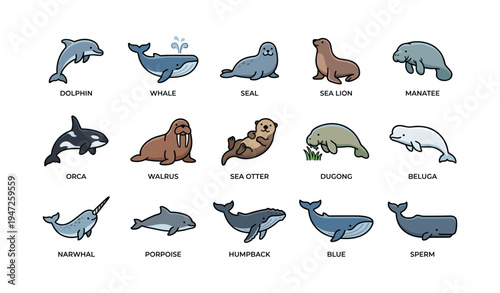 Marine mammals: dolphins, whales, seals, and more