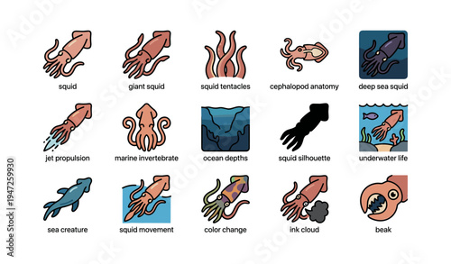 Illustrated squid anatomy and behavior: tentacles, jet propulsion, and underwater life