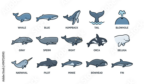 Illustrated whale species collection: blue, humpback, orca, narwhal, beluga