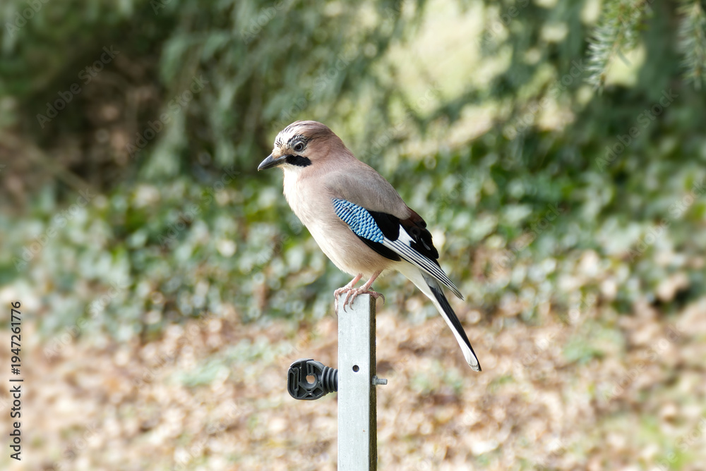 Obraz premium Eurasian Jay (Garrulus glandarius) perched on a pole in Zurich, Switzerland
