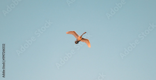 Close-up of a white swan with outstretched wings soaring through a clear, pale blue morning sky