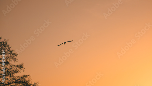 A tiny silhouette of a distant flying bird, a swan, over a treeline against a vast, minimalist golden-hour sky
