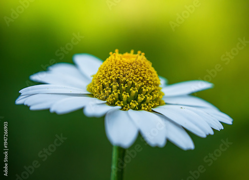 Foto Macro photo of a beautiful chamomile flower with a blurred background