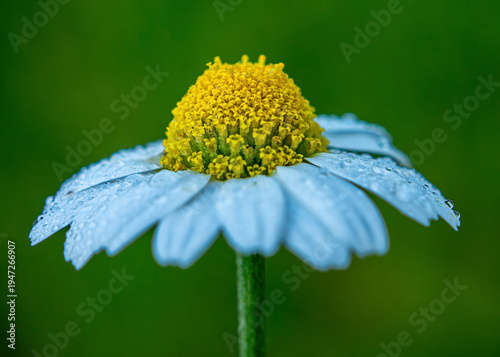 Macro photo of a beautiful chamomile flower with a blurred background